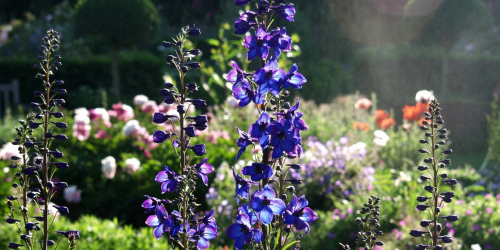 Vivaces du jardin de campagne