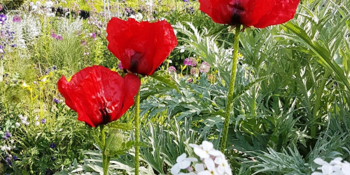 Les pavots du jardin de campagne de Grisy