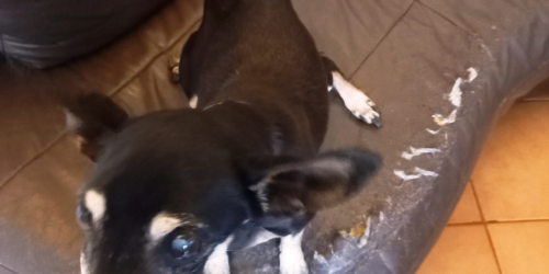 Petite chienne errante 020623